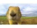 Prairie Dogs Talk To Each Other With Their Own Secret Language