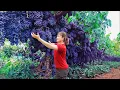 Download Lagu Harvesting Giant Mediterranean Grapes \u0026 Cooking Mushroom Soup | Mediterranean Village Recipe