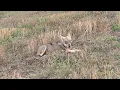 Lagu Giovane lupo a caccia di fagiani. Young wolf hunting pheasants.