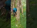 sawing old jackfruit wood!!stihl 070