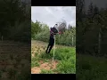 Build an elegant scarecrow in a Chinese village Seagull scarer