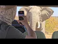 Download Lagu Close Up Elephant Mock Charge  Kruger National Park Safari Sighting.