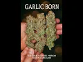 GARLIC BORN THE CHEM COOKIES PHENOM THAT BECAME GMO