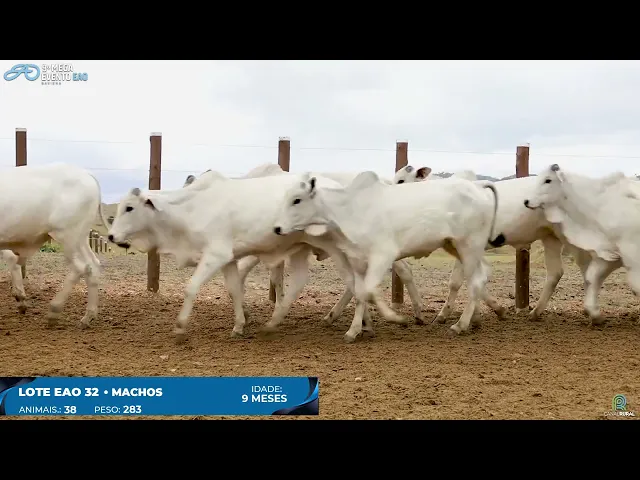 Lote 32