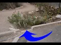 Download Lagu Water Harvesting in the Arizona Desert | Urban Farm Hour #WaterHarvesting
