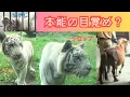 Download Lagu 【本能の目覚め？ in 第１お庭】伊豆アニマルキングダム　ホワイトタイガー「ツキ」「シグレ」「シロップ」