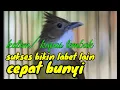 Download Lagu Super Junior master sang juara .burung katem kapas tembak gacor