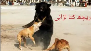 reech kuta ki larai 2025 animals dogfight