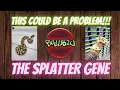 THE SPLATTER BALL PYTHON