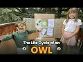 The life cycle of an OWL by 3rd grader Norah Smooke ft preschooler Ira Smooke diorama props