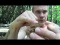 Fire from a polypore fungus