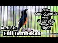 Download Lagu MURAI BATU GACOR FULL ISIAN TEMBAKAN CILILIN CUNGKOK KENARI GELATIK SOGON JANGKRIK