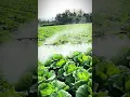 Lagu teknik keren petani untuk penyemprotan sayuran sawi #shorts