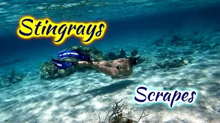 SDA169 Stingrays & Scrapes