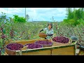 Download Lagu Poor Girl Harvest Roselle – A Sour Fruit – Used To Make Jam, Soak In Wine To Sell At The Market,Farm