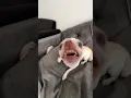 Download Lagu Doing Kuchi Kuchi to my chihuahuas🤣