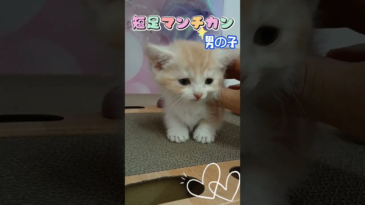 動画