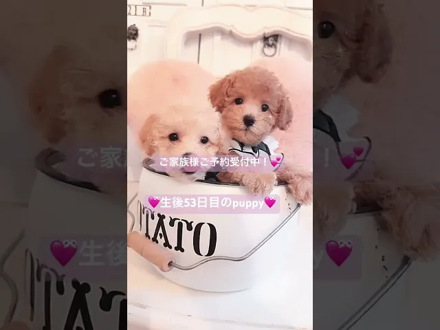 動画