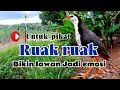 SUARA PIKAT RUAK-RUAK ANTI ZONK //TERBUKTI AMPUH 