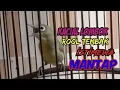 pleci kacial Roll tembak istimewa || Masteran Pleci Kacial kuning lombok terbaik 2022