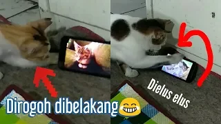 tingkah lucu kucing