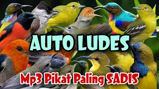 Download Suara pikat burung kecil paling ampuh anti gagal MP3