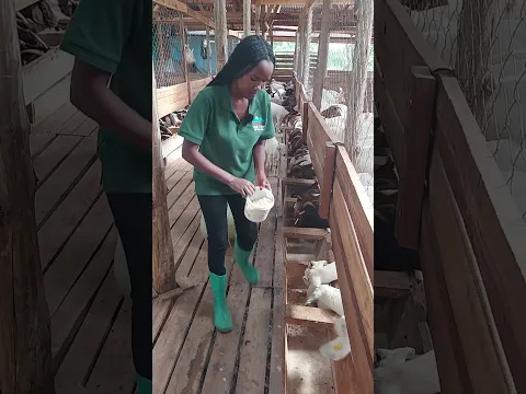 Feed your Goats with this mixture, and Thank me later! #farming #farmingsecrets #goat #feedshorts