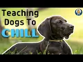 Get Your Dog To Calm Down With This Common Sense Protocol For Relaxation
