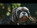 GEZAN with Million Wish Collective 「誅犬 / Chuken - Death Penalty Dog」（Official Music Video)