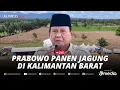 Download Lagu 🔴 LIVE - Prabowo Panen Jagung di Kalbar, Siap Ekspor ke Malaysia