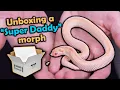 Lagu Unboxing Gorgeous Hognose Snakes!