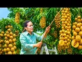 Download Lagu Panen Buah Hutan Unik Segar dari Alam – Dijual di Pasar Desa \u0026 Merawat Kebun Jahe di Rumah