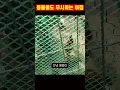 Download Lagu 동물들도 등돌리는 여캠 #shorts #쇼츠 #추천 #유머 #웃긴영상 #웃긴 #funny