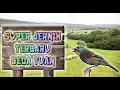 Download Lagu GURU VOKAL SUARA BURUNG ROBIN (PANCAWARNA) GACOR - Masteran Kenari Loper \u0026 AF