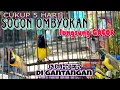 Download Lagu RAHASIA PERAWATAN SOGON OMBYOKAN AGAR CEPAT GACOR \u0026 FIGHTER DIGANTANGAN