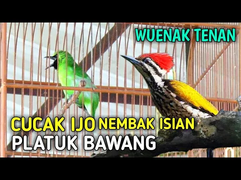 Download MP3 Cucak Ijo Gacor Nembak Isian Pelatuk Bawang Rapat Panjang, Wenak Tenan