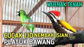 cucak ijo gacor nembak isian pelatuk bawang rapat panjang wenak tenan