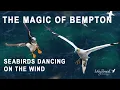 Download Lagu Seabirds Dancing on the Wind - The Magic of Bempton Cliffs
