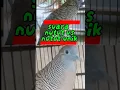 Download Lagu suara perkutut nutut vs nutut antik lagi adu ngotot bikin bunyi di rumah #platm #suaraperkutut#birds