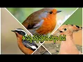 Download Lagu Robins,Redstarts,Tibetain snow cock, Raven  and hoopoe Birds in telugu.