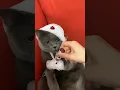 Download Lagu Kucing lucu lagi sakit #shorts #cat