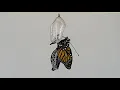 Monarch Metamorphosis time lapse