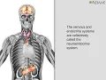 Endocrine glands Health MedlinePlus Medical s