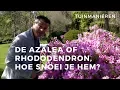 Download Lagu De Azalea of Rododendron, het Azalea-type: snoeien Hoe doe je dat? | Tuinmanieren