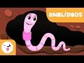 Download Lagu Minhoca e sanguessuga - Os anelídeos para crianças  - Animais invertebrados - Ciências para crianças