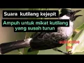 Download Lagu Suara pikat burung kutilang kejepit MP3 \u0026 MP4. Cara mikat burung kutilang yang susah turun.