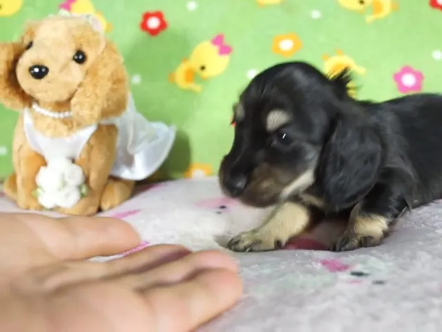 動画