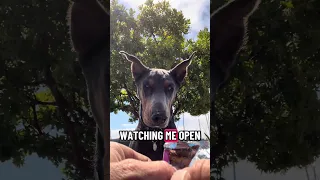 #fyp #dream #doberman #pets #youtube