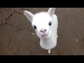 Download Lagu ❤ Cute and Adorable  Baby Alpacas ❤