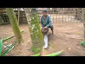 Download Lagu Cut down 12 meter coconut or palm trees with a Sthill 070 chainsaw machine